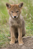 Coyote pup sitting by his den photo