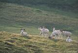 Band of Dall sheep rams, Wrangell-St. Elias National Park