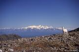 Femal Dall sheep in Wrangell-St. Elias National Park