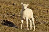 Dall Sheep lamb on tundra in Wrangell Mountains