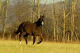 Horse running in a field in Cades Cove.