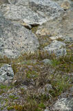 White-tailed Ptarmigan chicks, Wrangell-St. Elias, Alaska