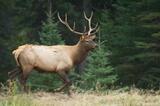 Bull elk running in a meadow, jasper National Park, Canada.