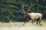 Bull elk running in a meadow, Jasper National Park, Canada.
