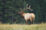 Bull Elk bugling Jasper National Park, Canada