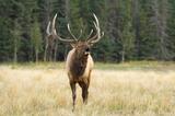 Bull Elk bugling in a meadow Jasper National Park, Canada