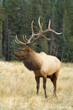 Bull Elk bugles, Jasper National Park