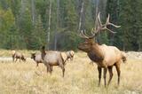 Bull elk bugling, Jasper National Park, Alberta, Canada