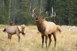 Bull Elk bugling in a meadow Jasper National Park, Canada