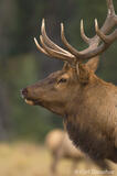 Bull Elk headshot Jasper National Park, Canada