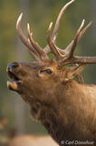 Bull Elk headshot, Jasper National Park, Canada