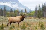 Bull Elk bugling Athabasca River Jasper National Park, Canada