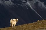 Mountain goat, Wrangell-St. Elias National Park in Alaska