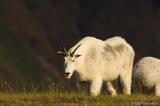 Mountain Goat in Wrangell-St. Elias National Park, Alaska