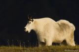 Mountain Goats in Alaska. A Photo from Wrangell-St. Elias National Park, Alaska