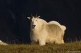 the Wilds of Alaska: A Mountain Goat in Wrangell-St. Elias National Park