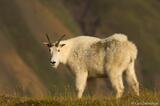 Glimpse of Alaska's Wildlife: Mountain Goats in Wrangell-St. Elias National Park