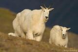 Wrangell-St. Elias National Park: A Haven for Mountain Goats and more
