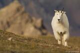 Alaska's Wilderness: Mountain Goats in Wrangell-St. Elias National Park