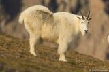 Alaska's Wildlife: A Photo Oreamnos americanus Mountain Goat