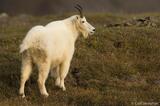 Oreamnos americanus: A Mountain Goat in Alaska's Wilderness