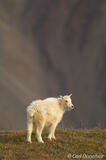 Alaska's Mountain Goats: A Photo of an Oreamnos americanus
