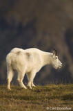 The Majestic Oreamnos americanus of Alaska