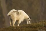 A Glimpse of Alaska's Oreamnos americanus Mountain Goats