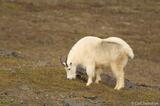 Alaska's Oreamnos americanus: A Photo of a Mountain Goat in habitat