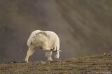Exploring Alaska's Wilderness Oreamnos americanus Mountain goats