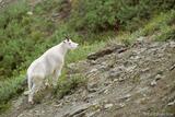 Alaska's Oreamnos americanus: Photo Mountain Goat MacColl Ridge