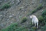 Alaska's Mountain Goats: A Photo of the Majestic Oreamnos Americanus