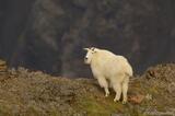 Wilds of Alaska: Photo of Mountain Goat Wrangell-St. Elias National Park