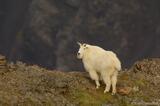 Wrangell-St. Elias National Park, Alaska: Habitat for Mountain Goats