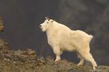 Wrangell-St. Elias National Park, Alaska: A Home for Mountain Goat