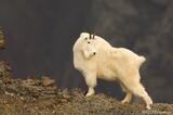 Photo of a Mountain Goat in Wrangell-St. Elias National Park, Alaska