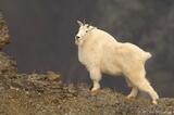 Wrangell-St. Elias National Park, Alaska: A Place to See Mountain goats