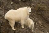 Mountain Goats in Alaska: A Photo from Wrangell-St. Elias National Park