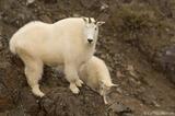 Mountain goat, Wrangell-St. Elias National Park, Alaska