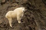 Mountain goat, Wrangell-St. Elias National Park