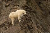 Mountain goat photo in Wrangell-St. Elias National Park