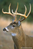 Whitetail buck Cades Cove, Great Smoky Mountains