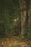 Whitetail deer buck in snow, Cades Cove, Great Smoky Mountains