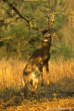 Whitetail Buck showing rutting behavior and scent marking, Tenne