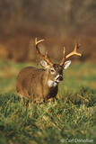 Whitetail buck with grass hanging from his tines, Tennessee