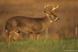 Whitetail buck standing in field Cades Cove, Smoky Mountains