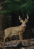 Whitetail buck standing in forest in Tennessee.
