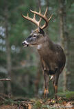 Whitetail buck standing in forest, Cades Cove, Smoky Mountains,