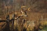 Whitetail deer buck jumping a fence, Great Smoky Mountains Natio