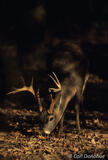 Whitetail buck standing in forest Cades Cove, Tennessee